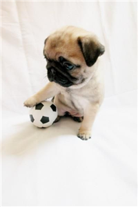 Que Tanto Sabes De Los Pug?
