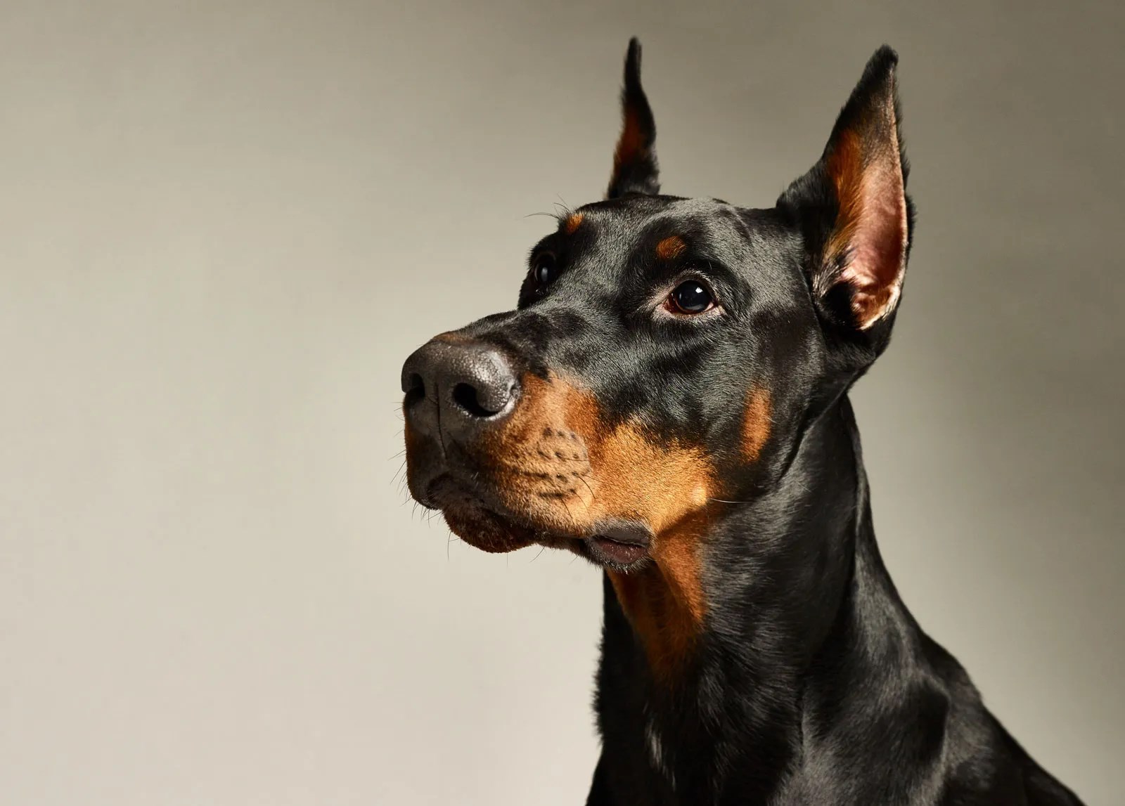 Hangi Köpek Irkısın