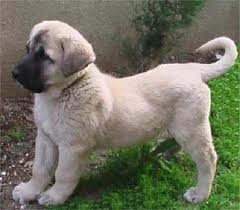Hangi Köpeğe Sahip Olacaksın?