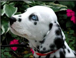 Dogs