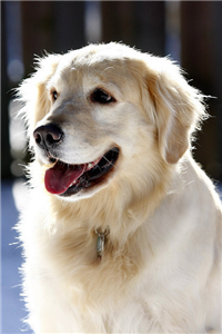 Hangi Köpek Sana Uygun