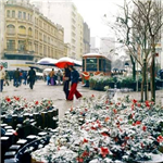 Neve Em Curitiba