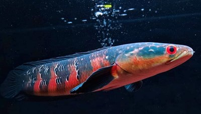 Ikan apa yang cocok denganmu? (Ver. 2.1)