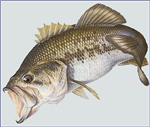 Connais Tu Vraiment Le Black Bass ?