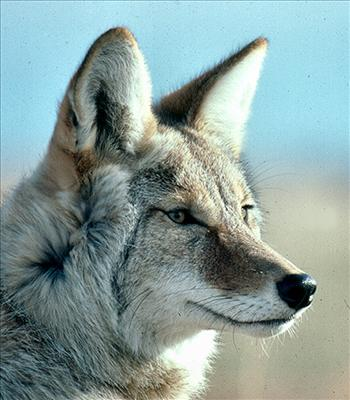 What Animal Represents Your Spirit