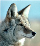 What Animal Represents Your Spirit