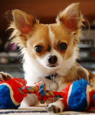 What Type Of Dog Are You?