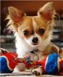 What Type Of Dog Are You?