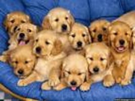 Dogs Or Cats?