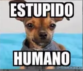 ¿Que Tan Tonto Eres?