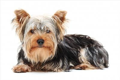 What Type Of Dog Are You???