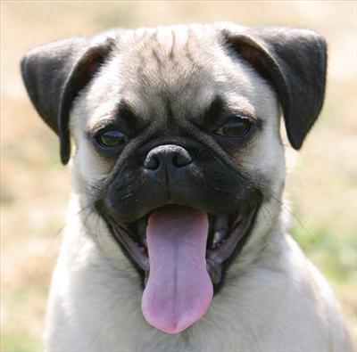 What Kind Of Dog Are You?