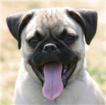 What Kind Of Dog Are You?