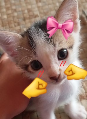 Tes apa yang anda sukai