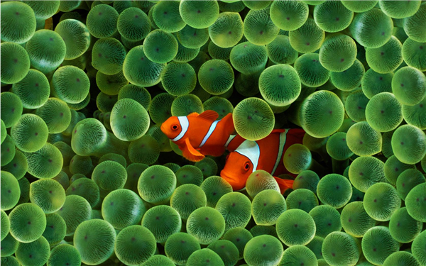 Nemo