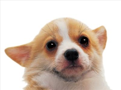 Are You Adorable Or Ugly
