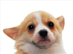 Are You Adorable Or Ugly