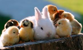 ¿Que Animal Eres?