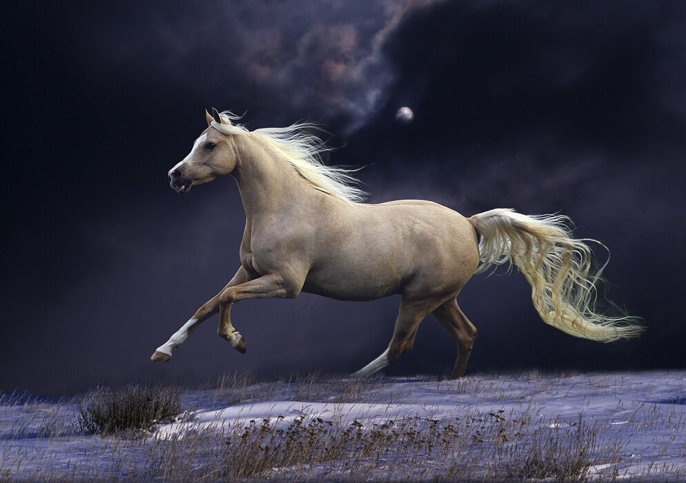 Hvad Skal Min Hest Hedde