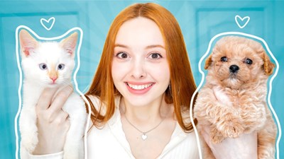 Кошки или собаки?