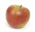 Fruit