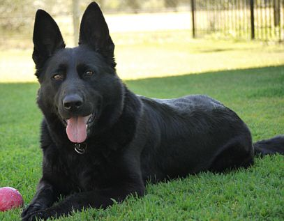 Hangi Köpek Sana Göre?