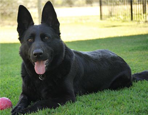 Hangi Köpek Sana Göre?