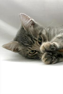 Puppy Or Kitten
