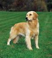 What Breed Of Dog Are You?