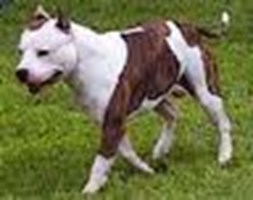 Le Chien Qui Vous Convient Le Plus