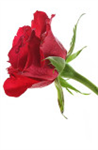 How Can U Get A Flower