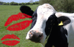 Besos de vaca