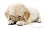 Sana Uygun Köpek Türü Ne???