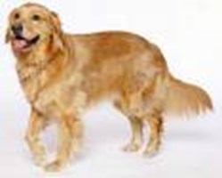 What Type Of Dog Are You?