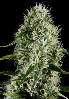 Cannabis Cup