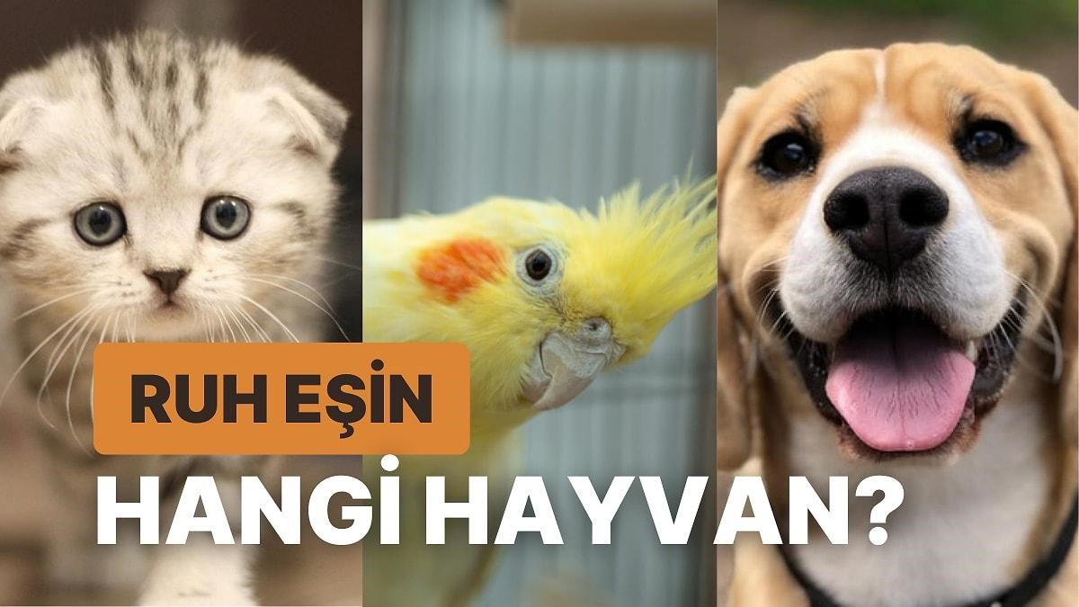 Hangi Hayvan Ruh Eşin