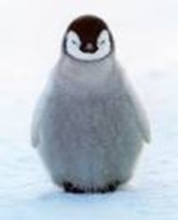 Animal App