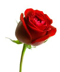 E-Red Rose