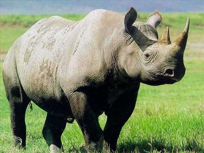 What Kind Of Animal Are You? By: Cade Netto