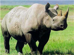 What Kind Of Animal Are You? By: Cade Netto