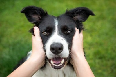 Quelle Chien Êtes Vous?