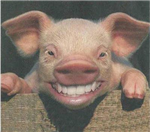 ¿Qué Animal Eres?