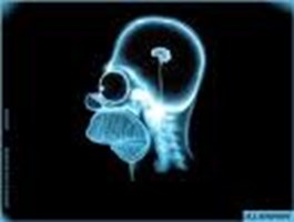 Sei Stupido O Intelligente?