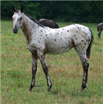 Send Your Friend A Horse!!!