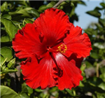 Bellezas De Mi Panamá