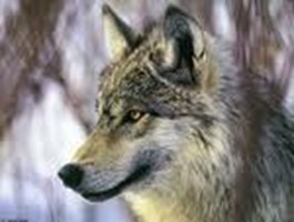 Quel Animal Eest Tu 