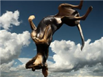 How Likely Is A Dog To Fall Out Of The Sky And Lan