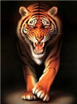 Which Animal Are You?