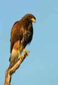 Ancestors? Bird Or Dog