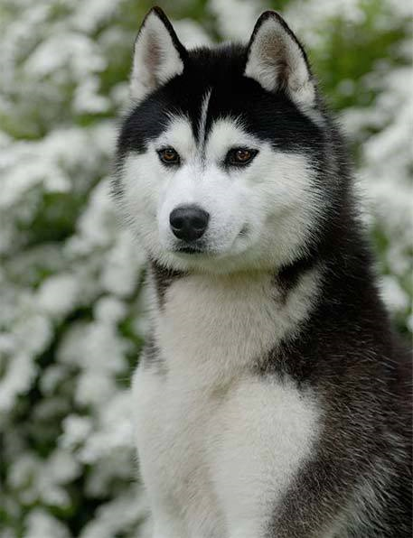 Hangi Köpek?
